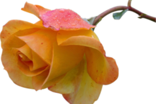 <script> 
   alert("HACKED")
</script>